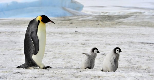 Baby penguins and their mother in Antarctica