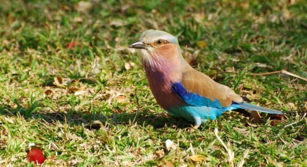 Chobe National Park West Indian Roller Biird