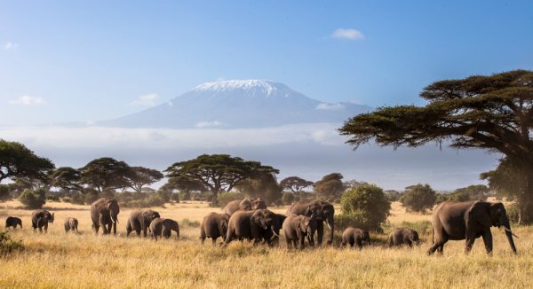 Herd of Elepahnts in Kenya with view of view of Mt Kilimanjaro