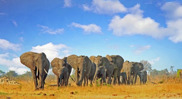 Elephant herd in Hwange National Park