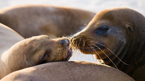 Sea lions lying on the sand, Galapagos Islands