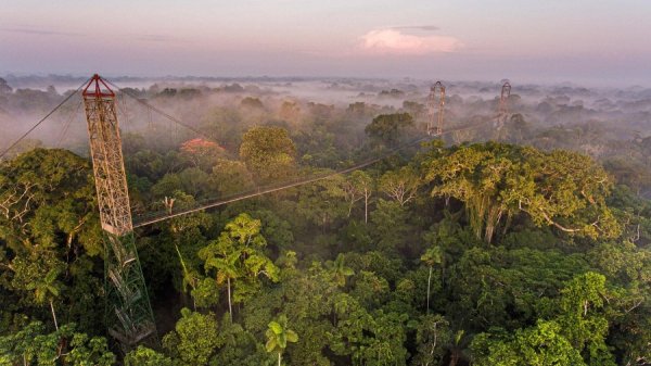 Canopy walk 03