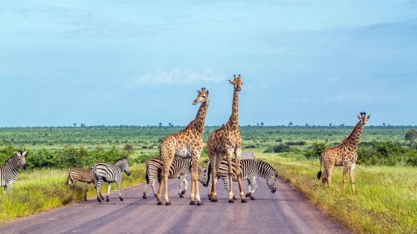 Kruger wildlife resize