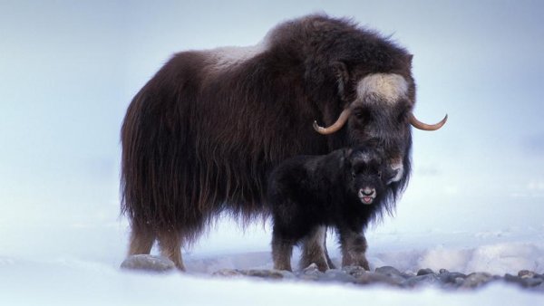 Musk Ox