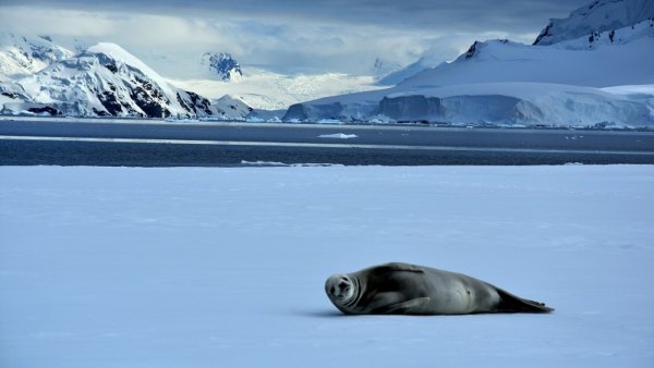 Antarctica Seal