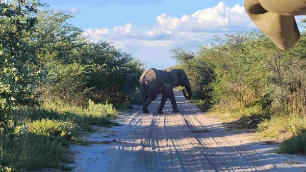 Drifters adventure meet the elephant in the wild.