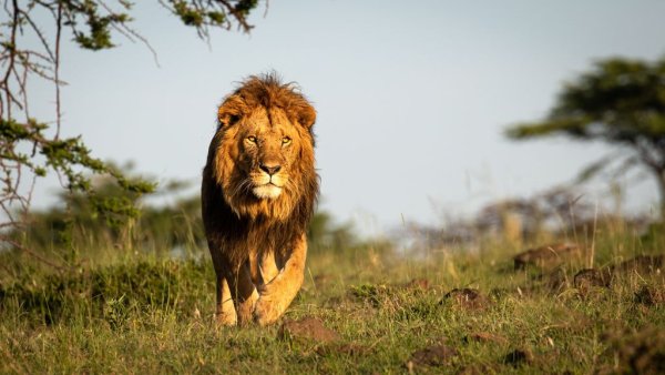 King of African Jungle