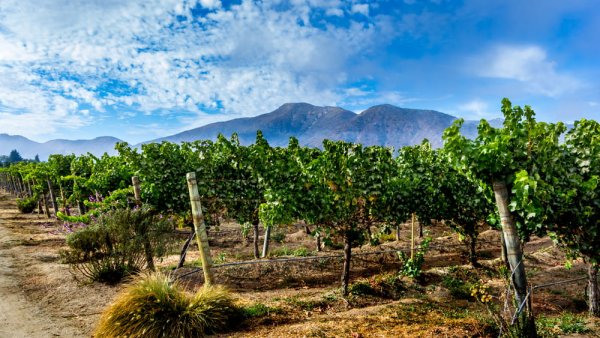 NZ to South America Casablanca Valley in Chile