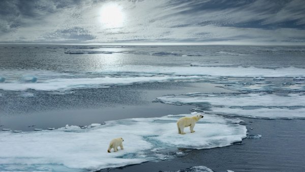 Polar bear and cub midnight sun shutterstock 703003783 sm