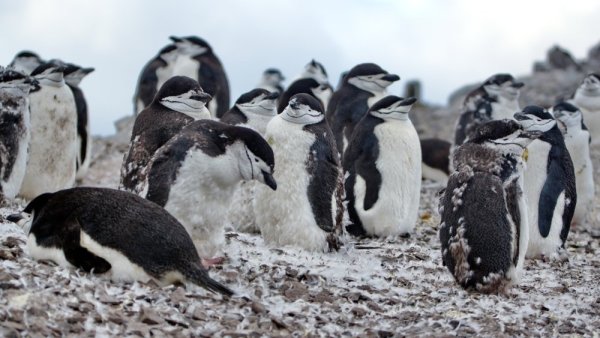 Colony of moulting chinstrap penguins