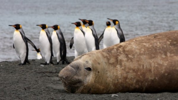 elephant seal sub antarctica 