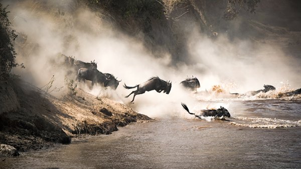 During the Great Wildebeest Migration, hundreds of thousands of wildebeest risk 
