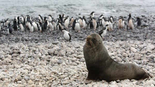 The enchanting wildlife is waiting for you in Antarctica