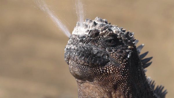 Iguana in the Galapagos