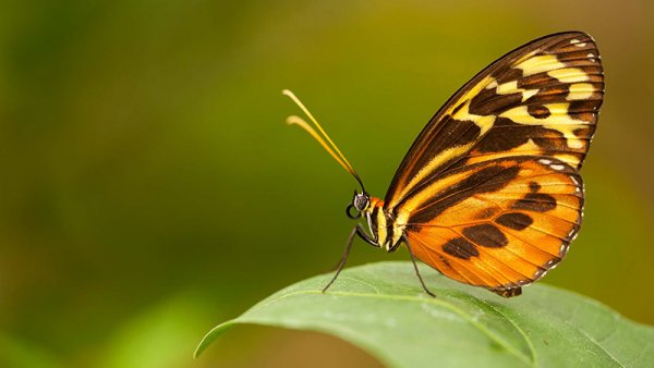 Butterfly Farm at Sacha Lodge, Amazon