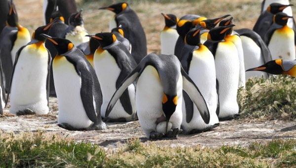 Spot wildlife in Tierra del Fuego