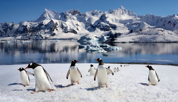 Gentoo Penguins walking up a snowy hill