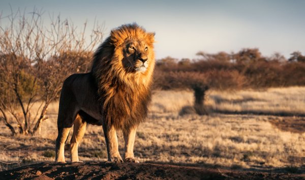 South Africa solo female travel - Lion in South Africa safari