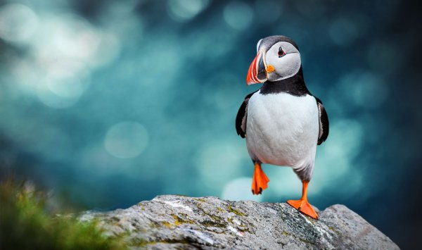 Atlantic puffin SMALL