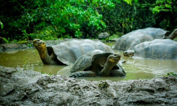 Galapagos turtles in a lagoon, San Cristobal