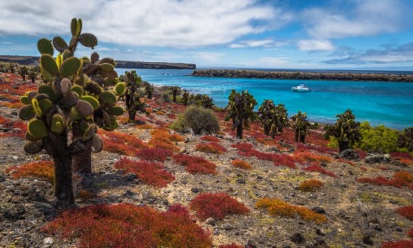 Endemic cactuses in Plaza Sur island, Galapagos 