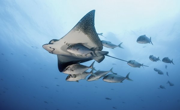 Eagle ray swimming with a small school of jack fish, Galapagos Islands