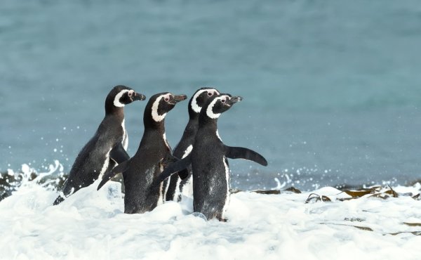 Magellanic Penguins in the water