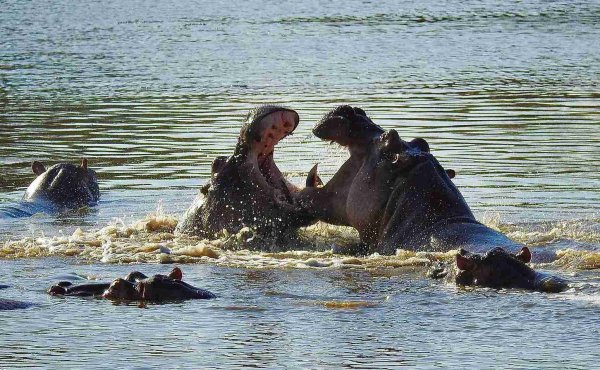 Tanzania Southern Circuit Hungry Hippos