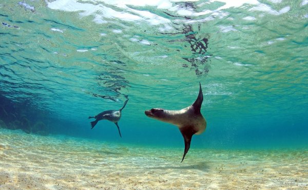 Sea lion swimming underwater in tidal lagoon in the Galapagos Islands, Ecuador