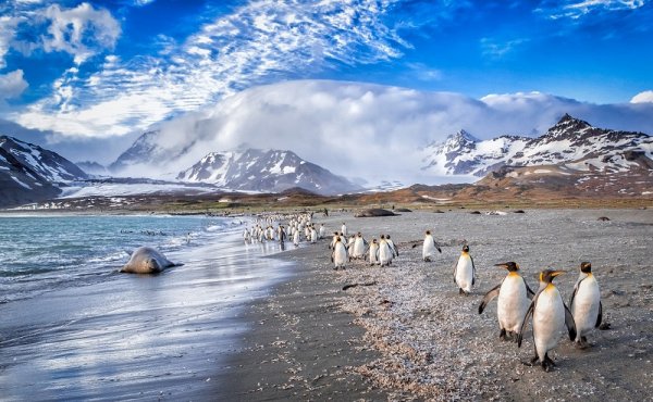 Walking penguins on the coast