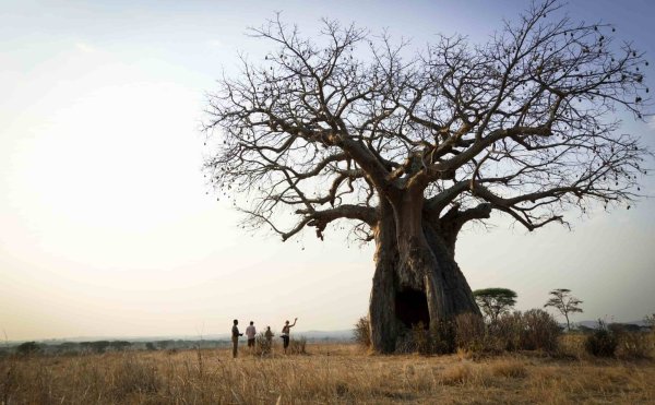 Tanzania Southern Circuit Baobab in Ruaha