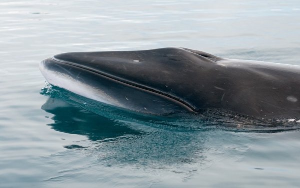 Minke whale in Antarctica