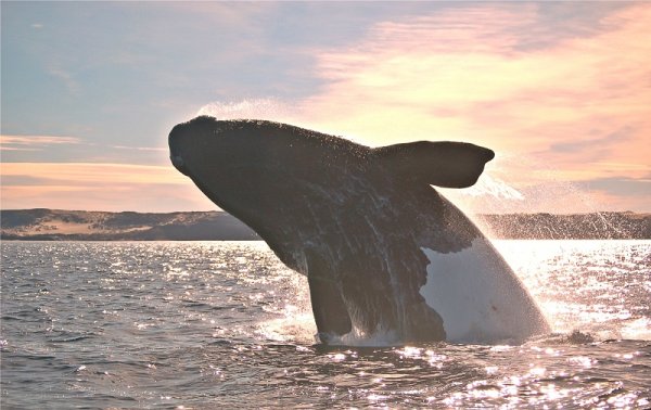 Whale watching in Valdes Peninsula