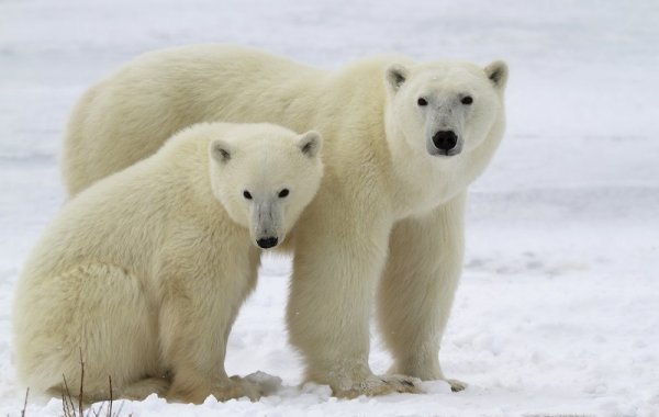 Where to See Polar Bears on Arctic Cruises