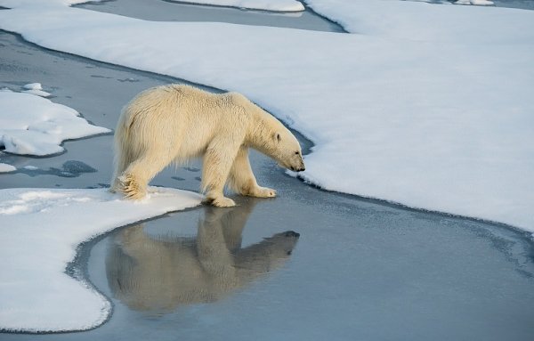 Polar bear on the ice floes, Spitsbergen