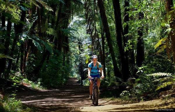 South Island forests