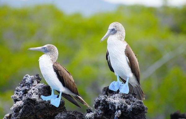 Blue footed boobies, Galapagos Islands