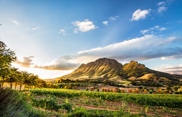 The rolling vine-drenched hills of Stellenbosch – South Africa’s premier wine-ma