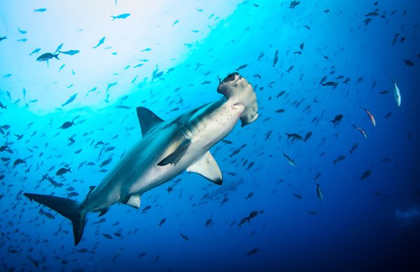 Hammerhead Sharks