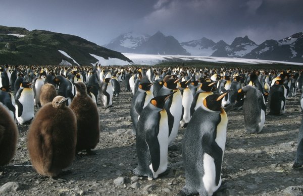 Colony of King Penguins, South Georgia