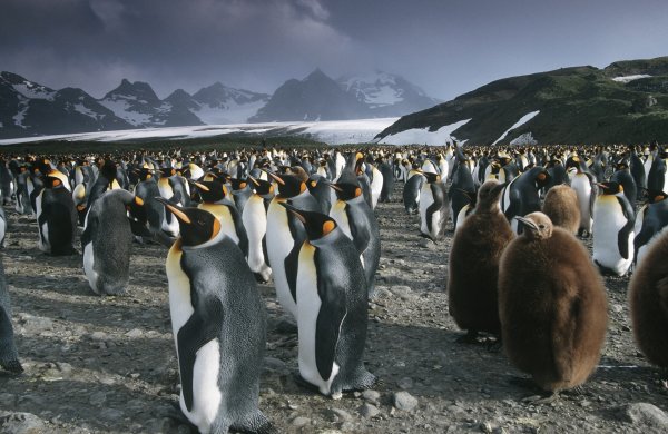 Penguin Colony