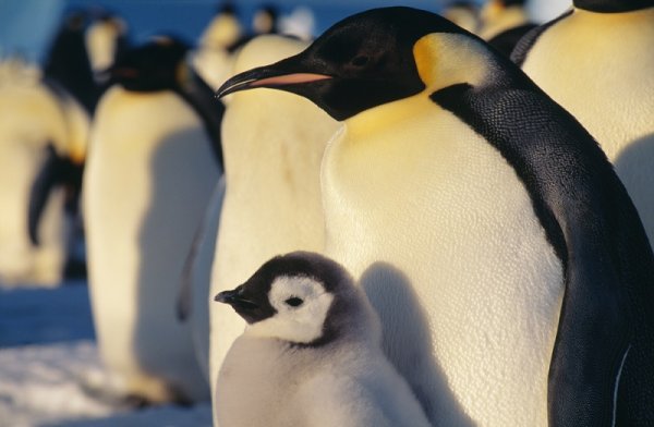 Be amazed by the beautiful Emperor penguins colony