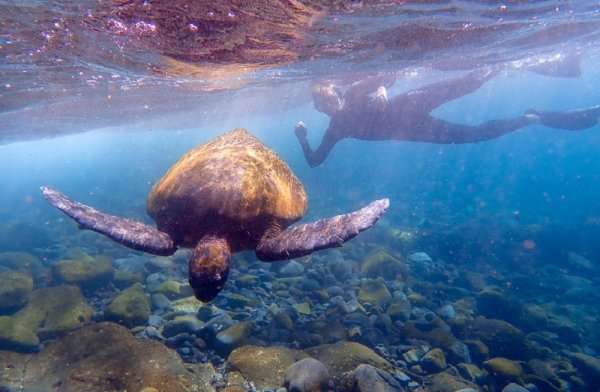 Snorkeling with Pacific Green Sea Turtle off the island of Isabela, Galapagos Is