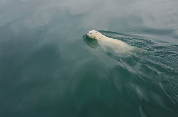 Polar bear swimming in the Arctic Ocean. Wrangel Island 