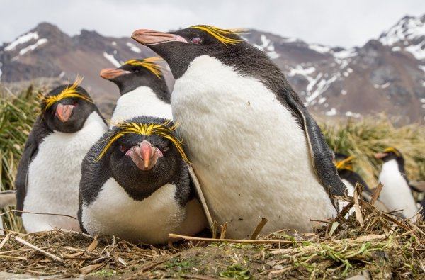 Macaroni penguin, Antarctica