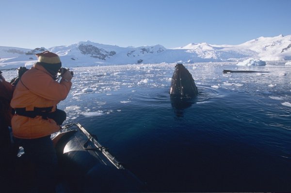 Tourist taking pictures of a whale in Antarctica