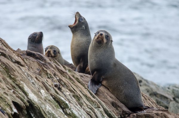 Chathams fur seals 