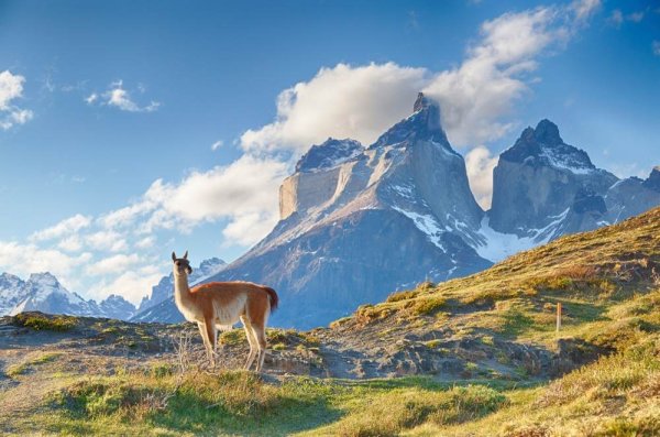 South Americans Guanaco and Cuernos del Paine in Chile