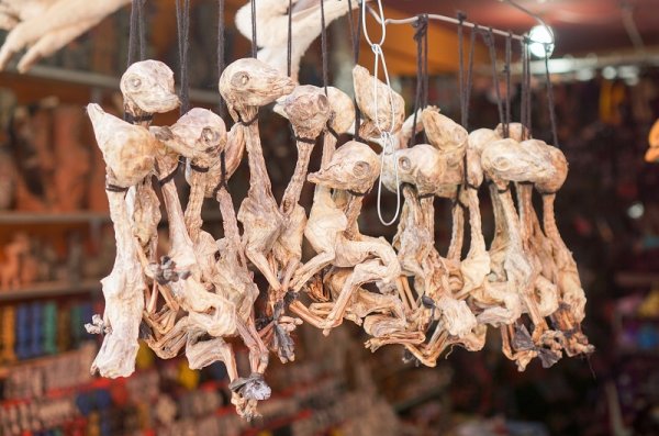 Llama fetuses at the Witches Markets, La Paz, Bolivia