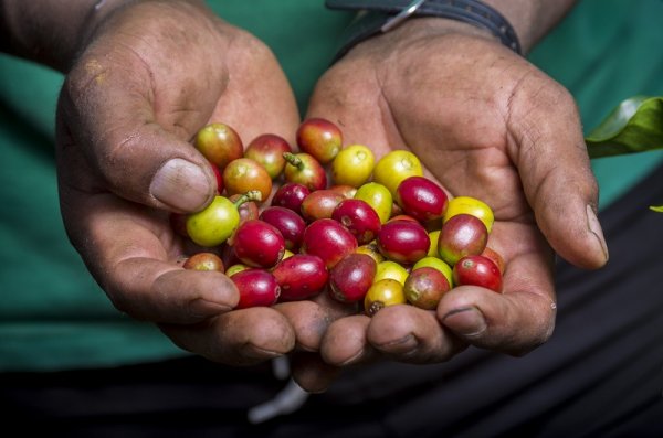 Coffee beans in their raw form in Peru